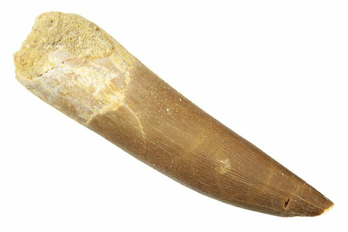 Fossil Plesiosaur (Zarafasaura) Tooth - Morocco #269236